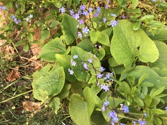 Brunnera