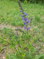 Salvia pratensis
