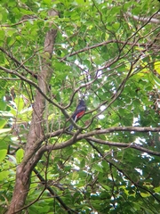 Trogon bairdii