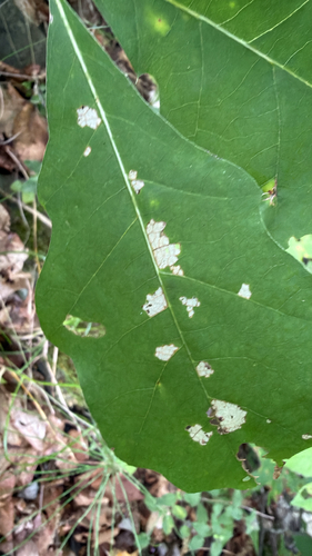Oak Skeletonizer Moth (Bucculatrix ainsliella)