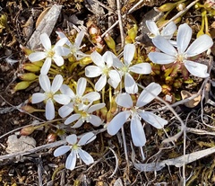 Drosera bulbosa