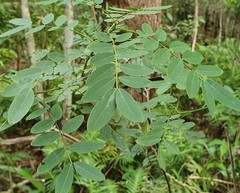 Senna acclinis