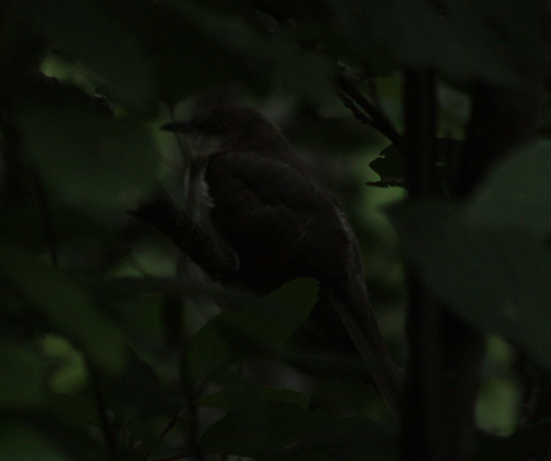 Black-billed Cuckoo observed by lmaca