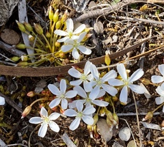 Drosera bulbosa