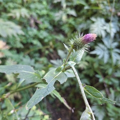 Carduus personata