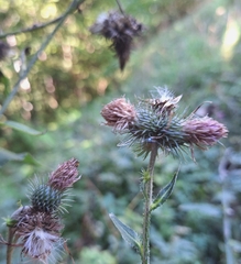 Carduus personata, photograph author not stated, no rights reserved