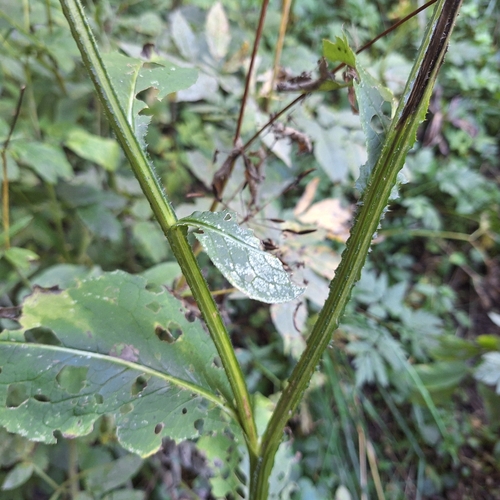 Carduus personata, photograph 2