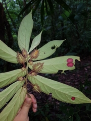 Columnea segregata