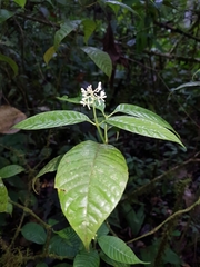 Palicourea acuminata