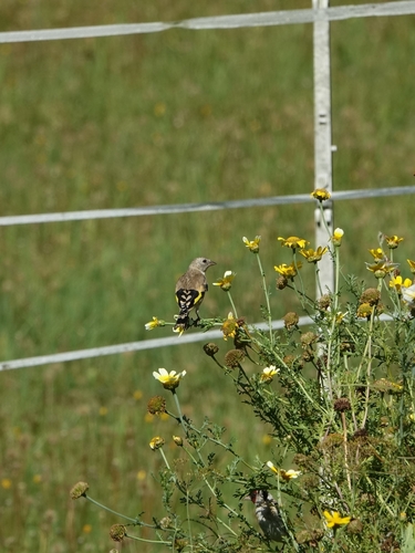 European Goldfinch