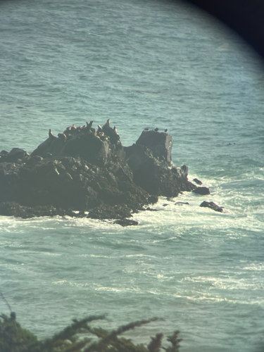 iNaturalist observation photo of California Sea Lion