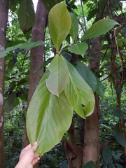 Ocotea rivularis