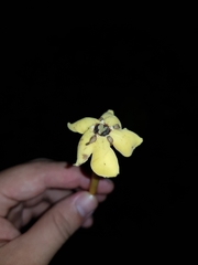 Tocoyena pittieri
