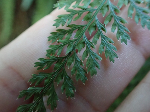 Asplenium fontanum, photograph 3