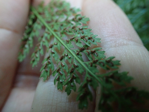 Asplenium fontanum, photograph 4