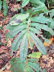 Columnea polyantha