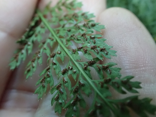 Asplenium fontanum, photograph 2