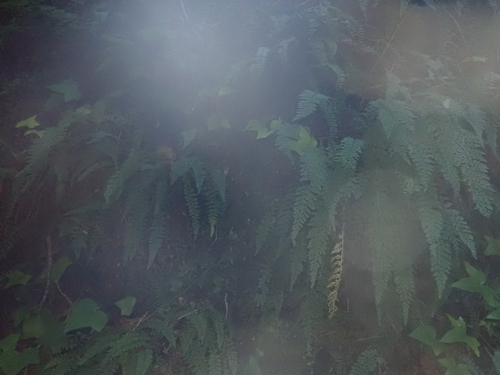Asplenium fontanum, photograph 5