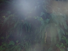 Asplenium fontanum, photograph (c) Emily Nyenyedzi Davies, some rights reserved (CC BY)