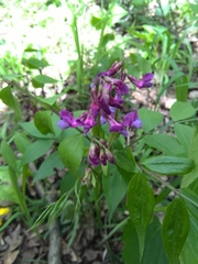Lathyrus vernus
