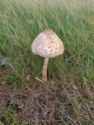 Parasol