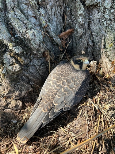 Eurasian Hobby