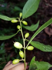 Symplocos naniflora