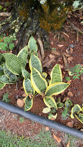 Sansevieria observed 2026-08-16