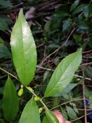 Symplocos naniflora