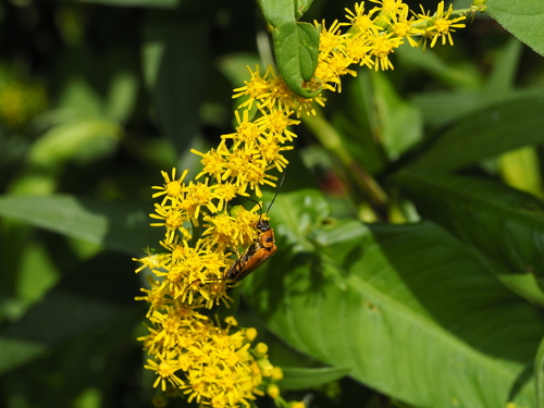 Goldenrod Soldier Beetle