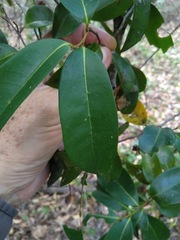 Huberantha nitidissima