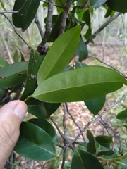 Huberantha nitidissima