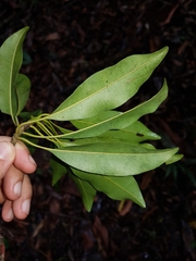 Manilkara staminodella