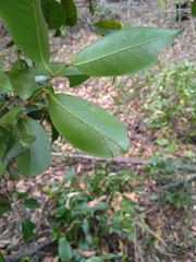 Huberantha nitidissima