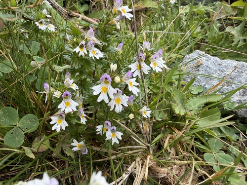 Euphrasia officinalis, photograph 3