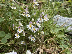 (c) Katrin Simon, some rights reserved (CC BY) Euphrasia officinalis, photograph (c) Katrin Simon, some rights reserved (CC BY)