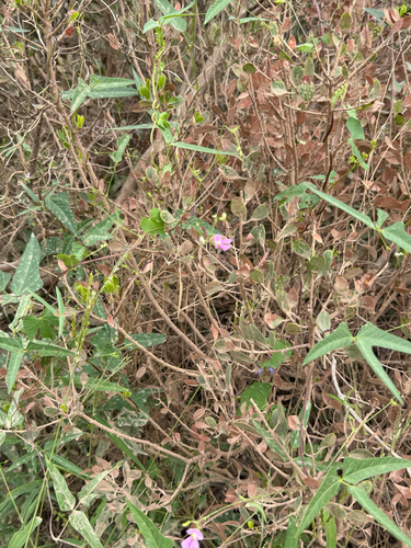 Phaseolus acutifolius, photograph 2