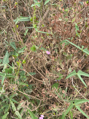 Phaseolus acutifolius, photograph (c) CK2AZ, some rights reserved (CC BY)