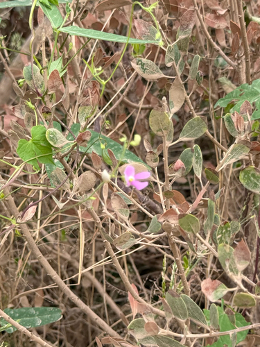 Phaseolus acutifolius, photograph 1