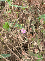 Phaseolus acutifolius