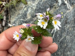 (c) Katrin Simon, some rights reserved (CC BY) Euphrasia officinalis, photograph (c) Katrin Simon, some rights reserved (CC BY)