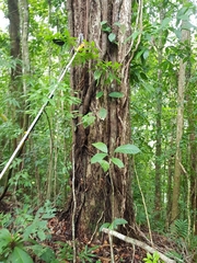 Manilkara staminodella