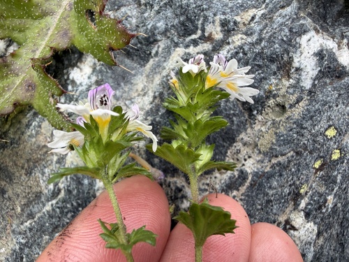 Euphrasia officinalis, photograph 5