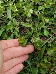 Lysimachia nummularia