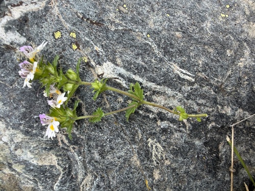 Euphrasia officinalis, photograph 6