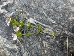 Euphrasia officinalis, photograph (c) Katrin Simon, some rights reserved (CC BY)