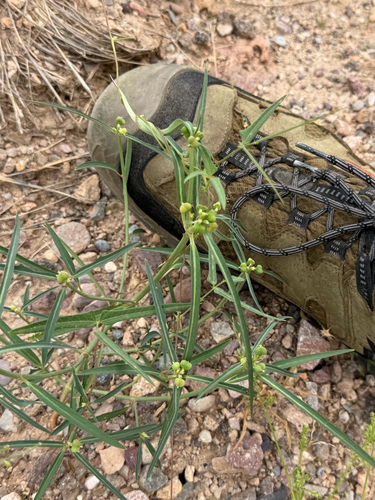 Squareseed Spurge