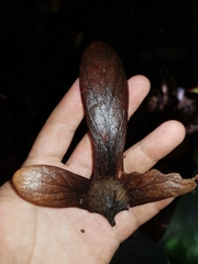 Oreomunnea pterocarpa