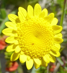 Cotula duckittiae