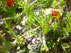 Cotula duckittiae